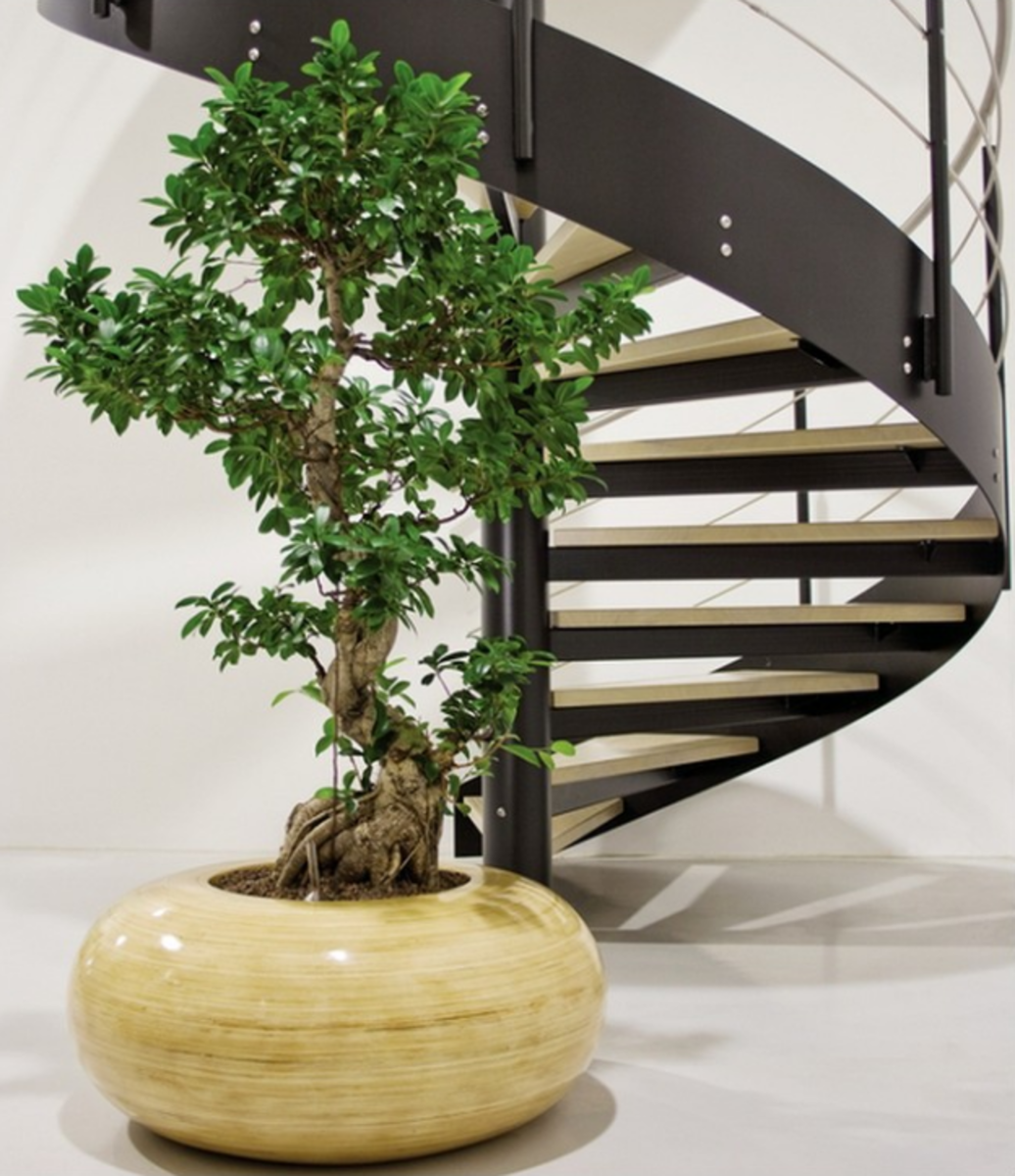 10 Ways to Add Tall Indoor Plants to Your Home HubPages