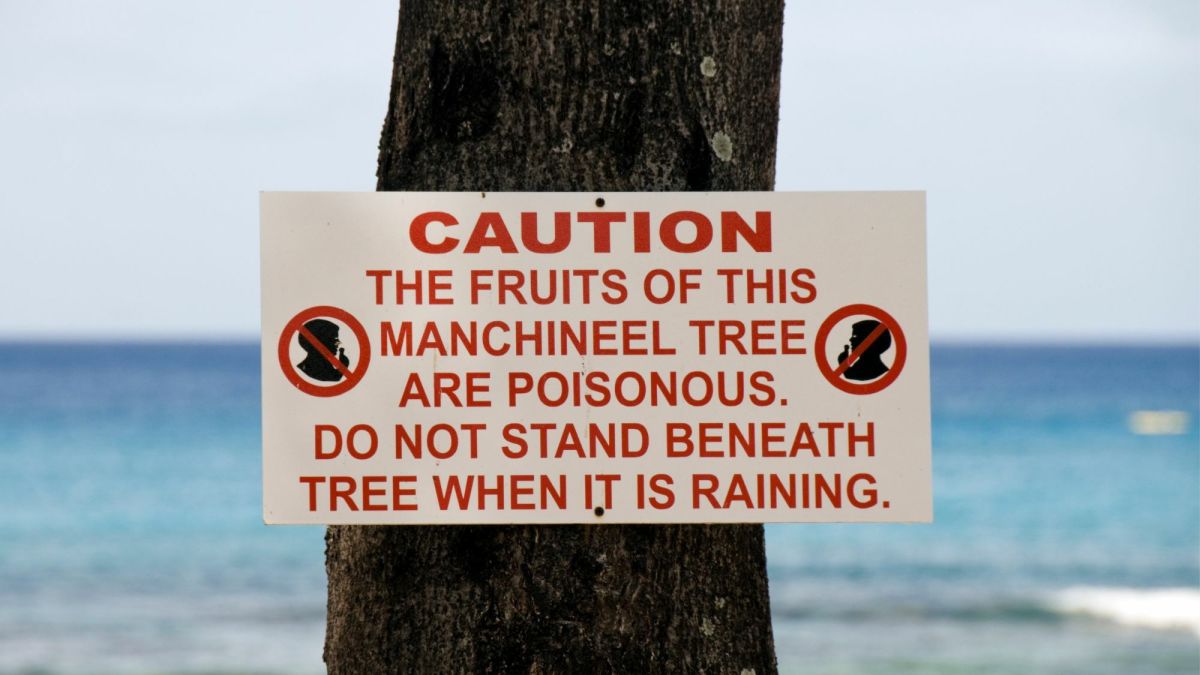 The Manchineel Tree: The Most Dangerous Tree on Earth?