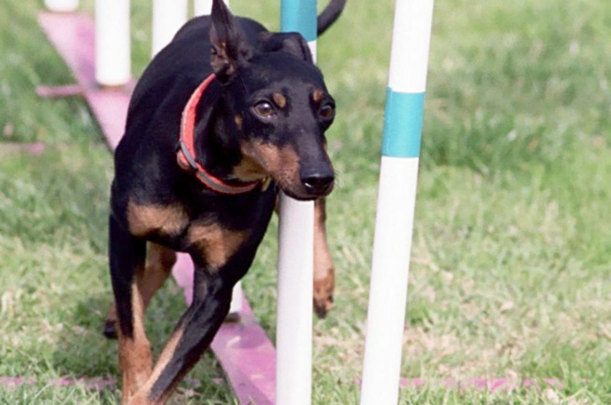 Toy Manchester Terrier: The Smaller, Equally Energetic, Terrier Breed ...