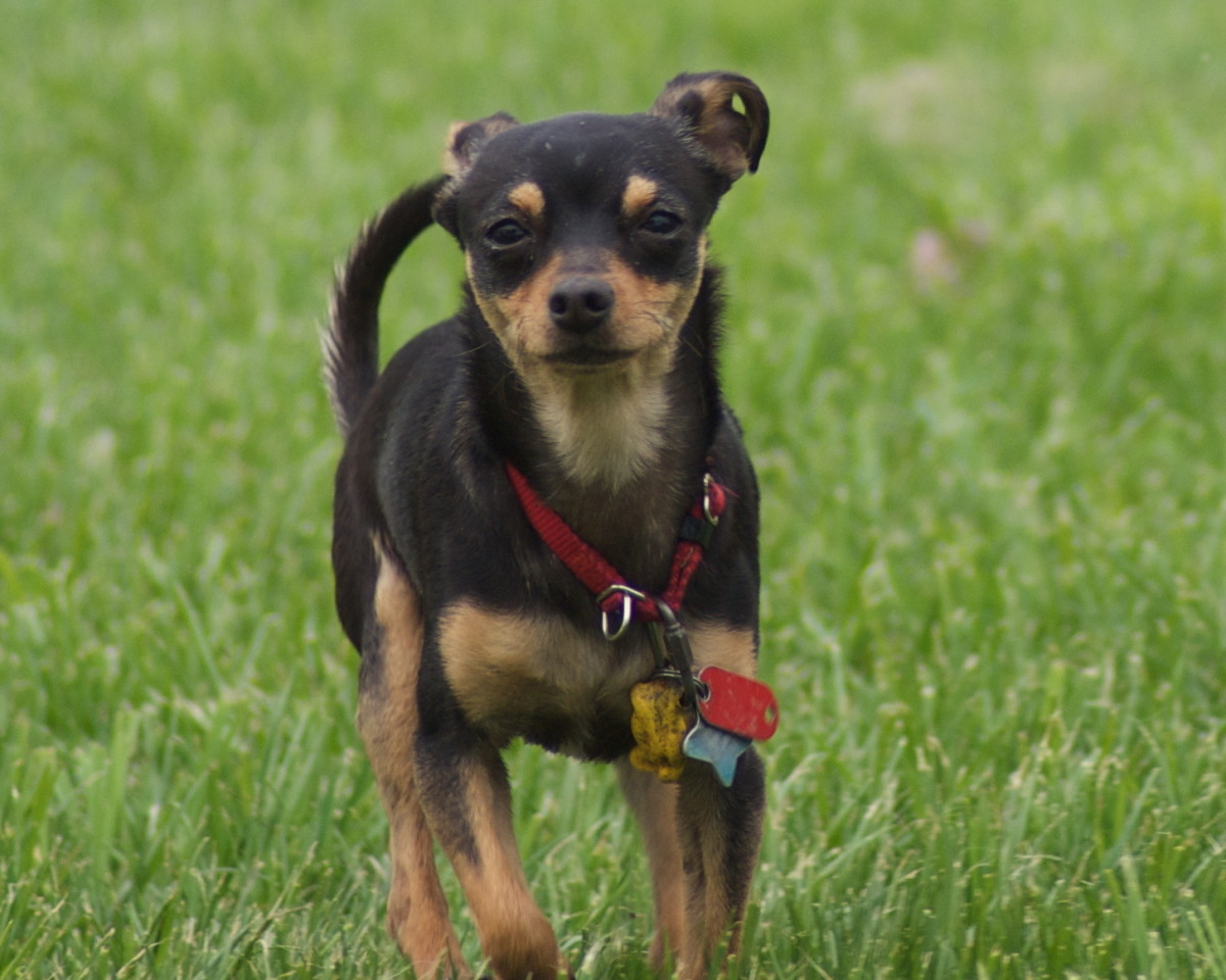 Toy Manchester Terrier: The Smaller, Equally Energetic, Terrier Breed ...