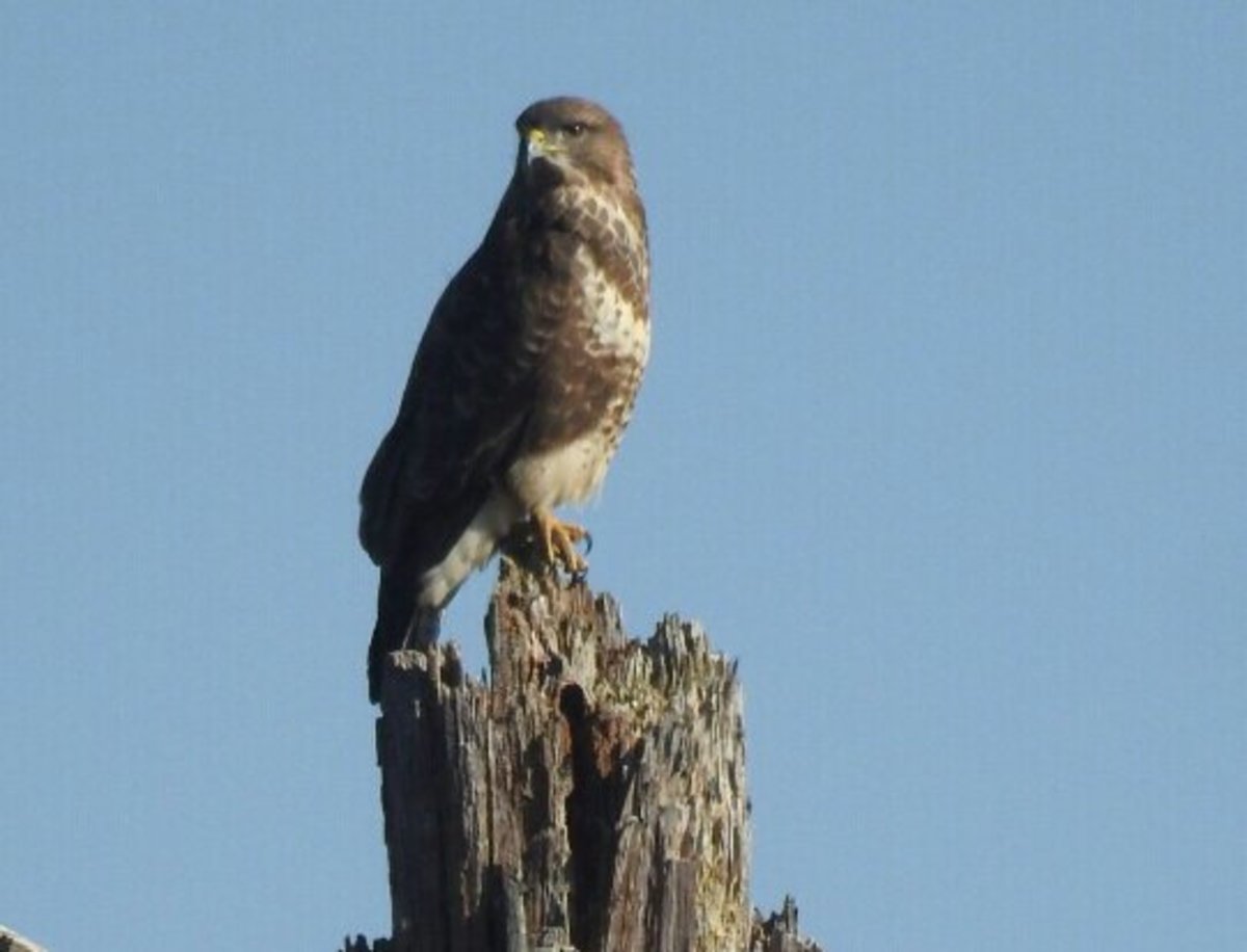 Birding Trip Report: Cannock Chase, Staffordshire 25th February 2019 ...