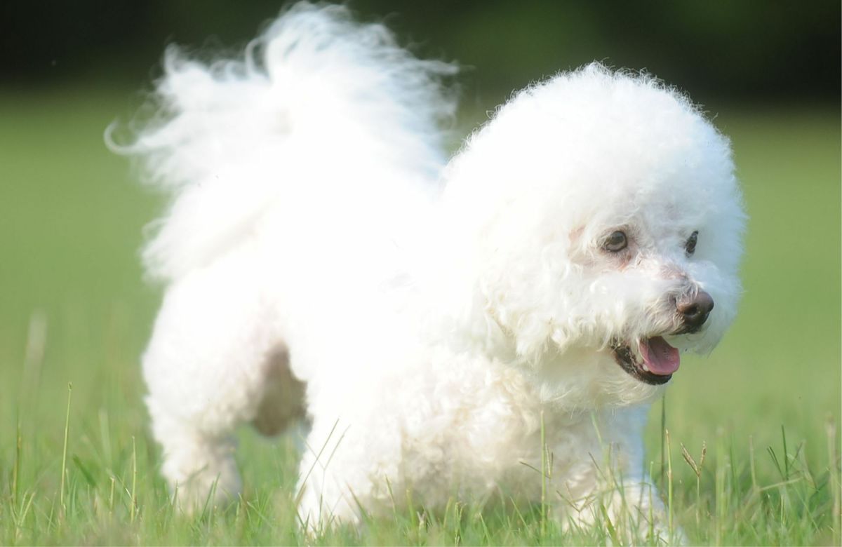 The Bichon Frise: A Comprehensive Guide to Owning, Training, and Caring ...