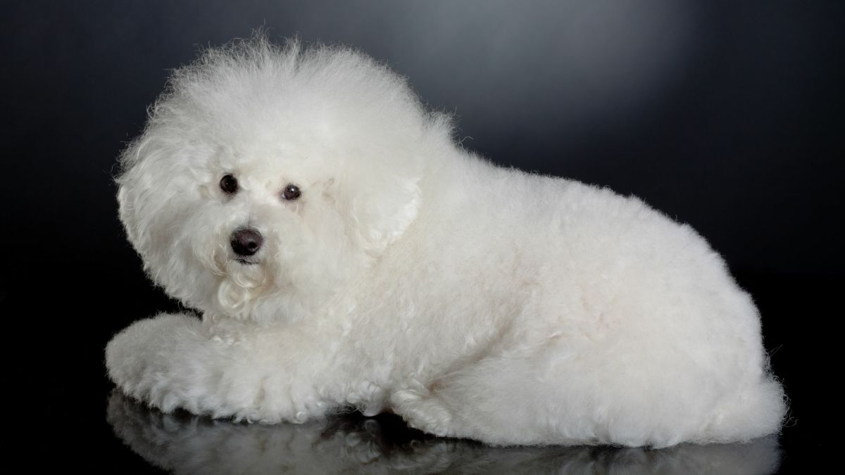 The Bichon Frise: A Comprehensive Guide to Owning, Training, and Caring for These Playful Canine Companions