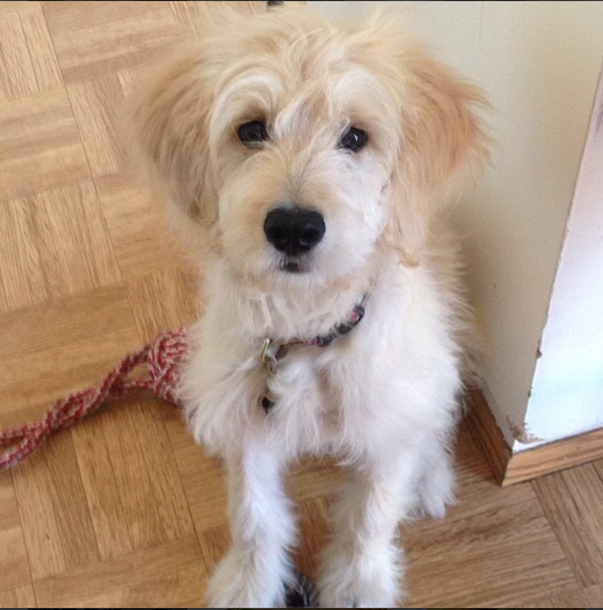 How To Take Care of Goldendoodles HubPages