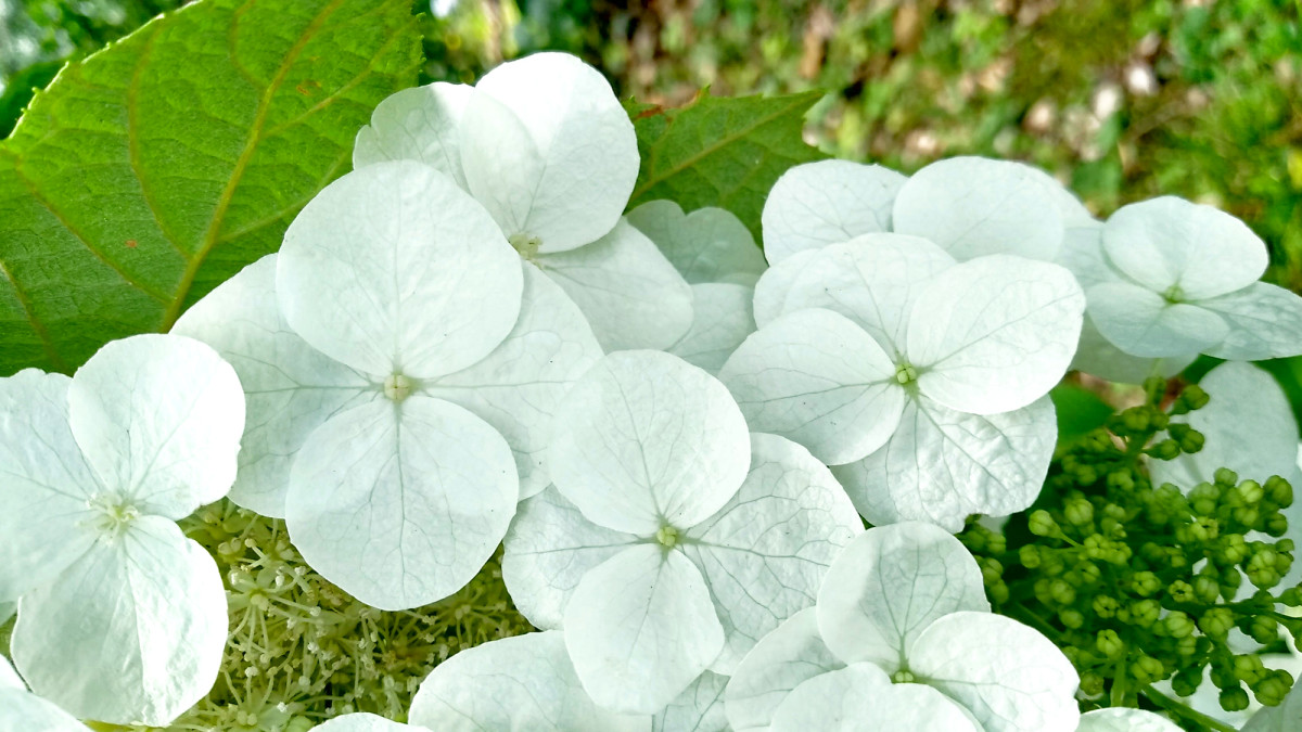 Plants With White Flowers: Perennials, Annuals, Bulbs, and Shrubs