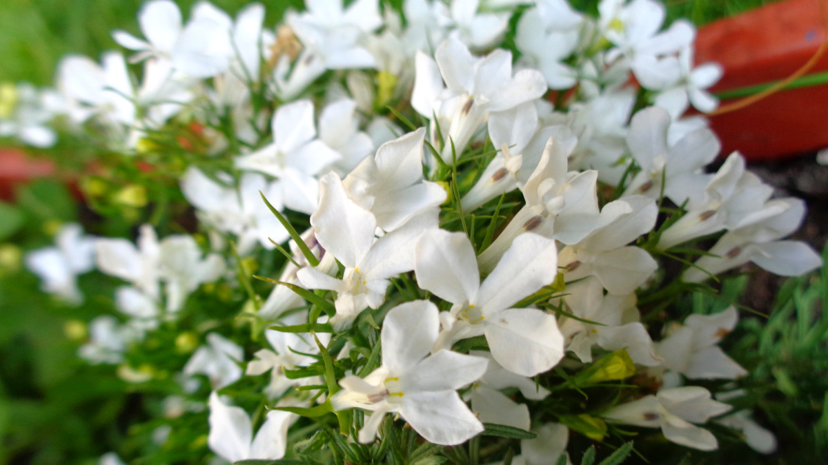 Planting a Garden With All White Tropical Flowers (See Photos) - Dengarden