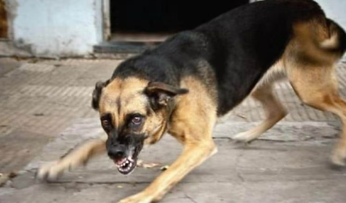 11 Reasons to Adopt a Stray Dog HubPages