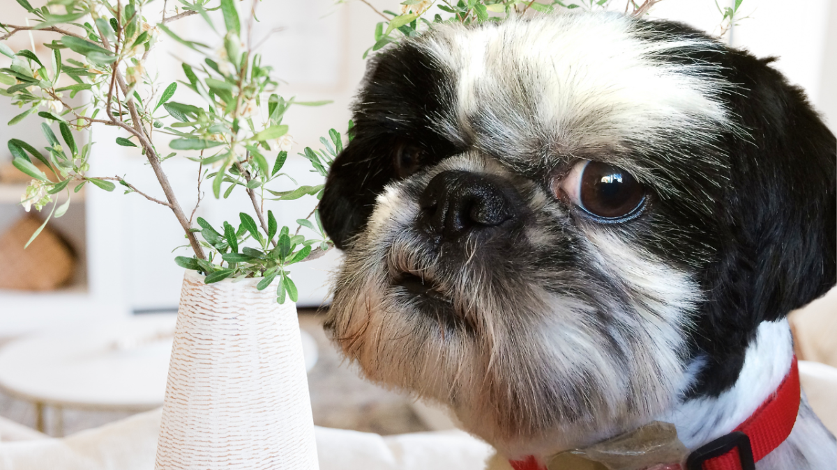 Dog suddenly aggressive at 2024 daycare