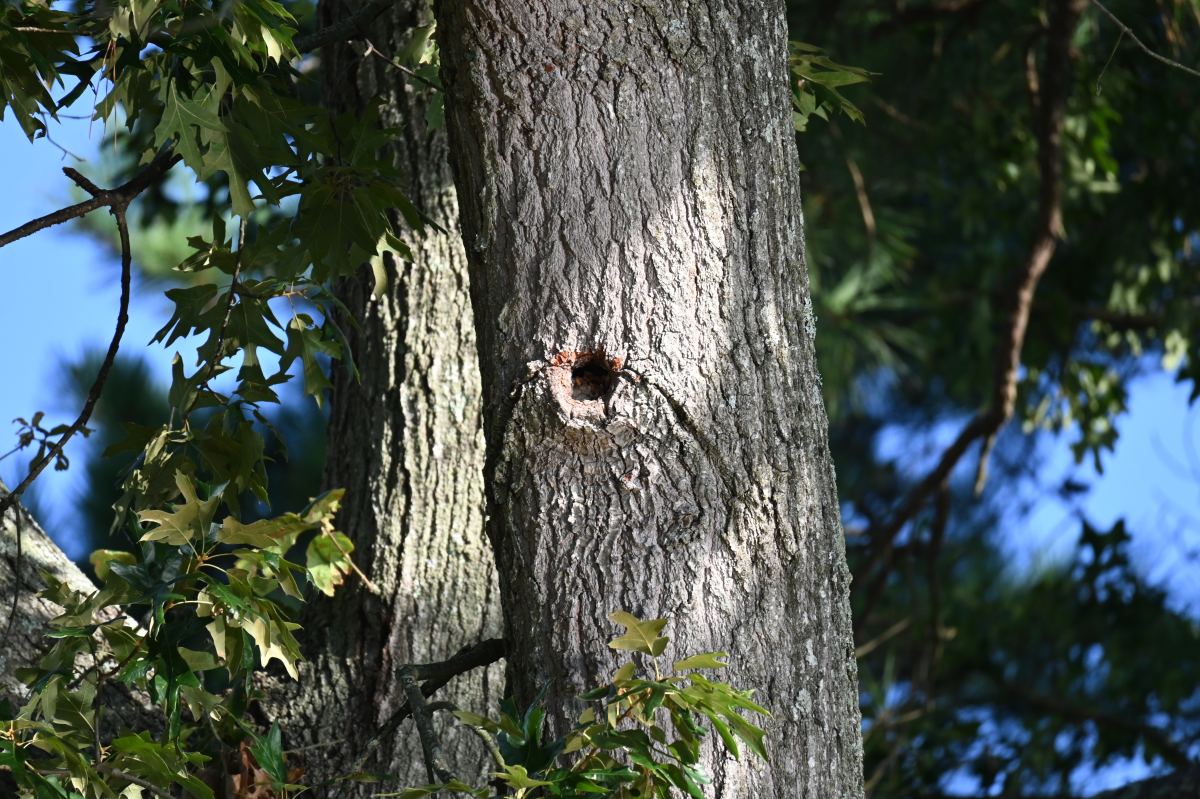 How to Identify, Encourage, and Manage Cavity Nesters in Your Trees