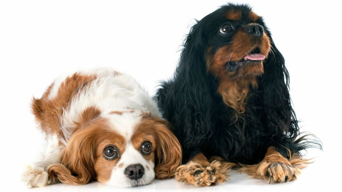 The Ultimate Guide to the Cavalier King Charles Spaniel: Owning, Training,  and Caring for These Charming Companions - PetHelpful