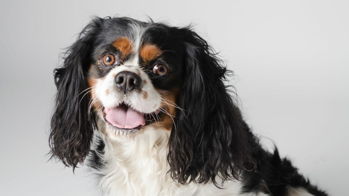 The Ultimate Guide to the Cavalier King Charles Spaniel: Owning, Training,  and Caring for These Charming Companions - PetHelpful