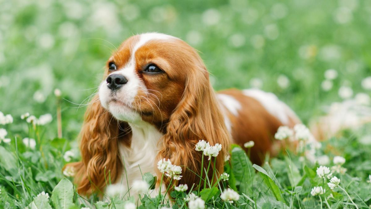 Best Dog Food for Cavalier King Charles: The Ultimate Guide