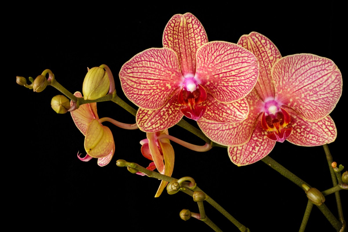 Why Orchids Won’t Bloom—and What to Do About It