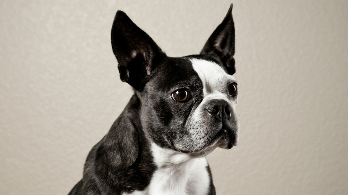 Boston terrier deals drinking excessive water