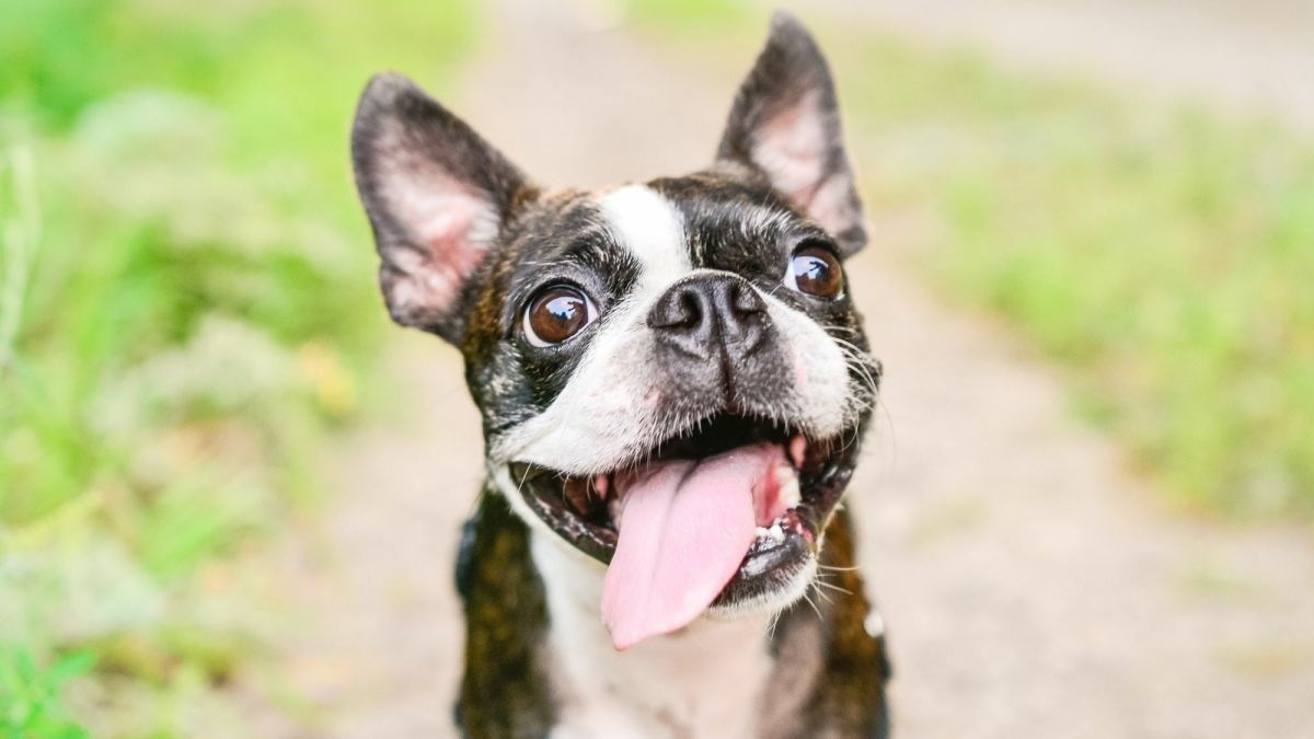 The Ultimate Guide to Boston Terriers: Owning, Training, and Caring for These Energetic Companions