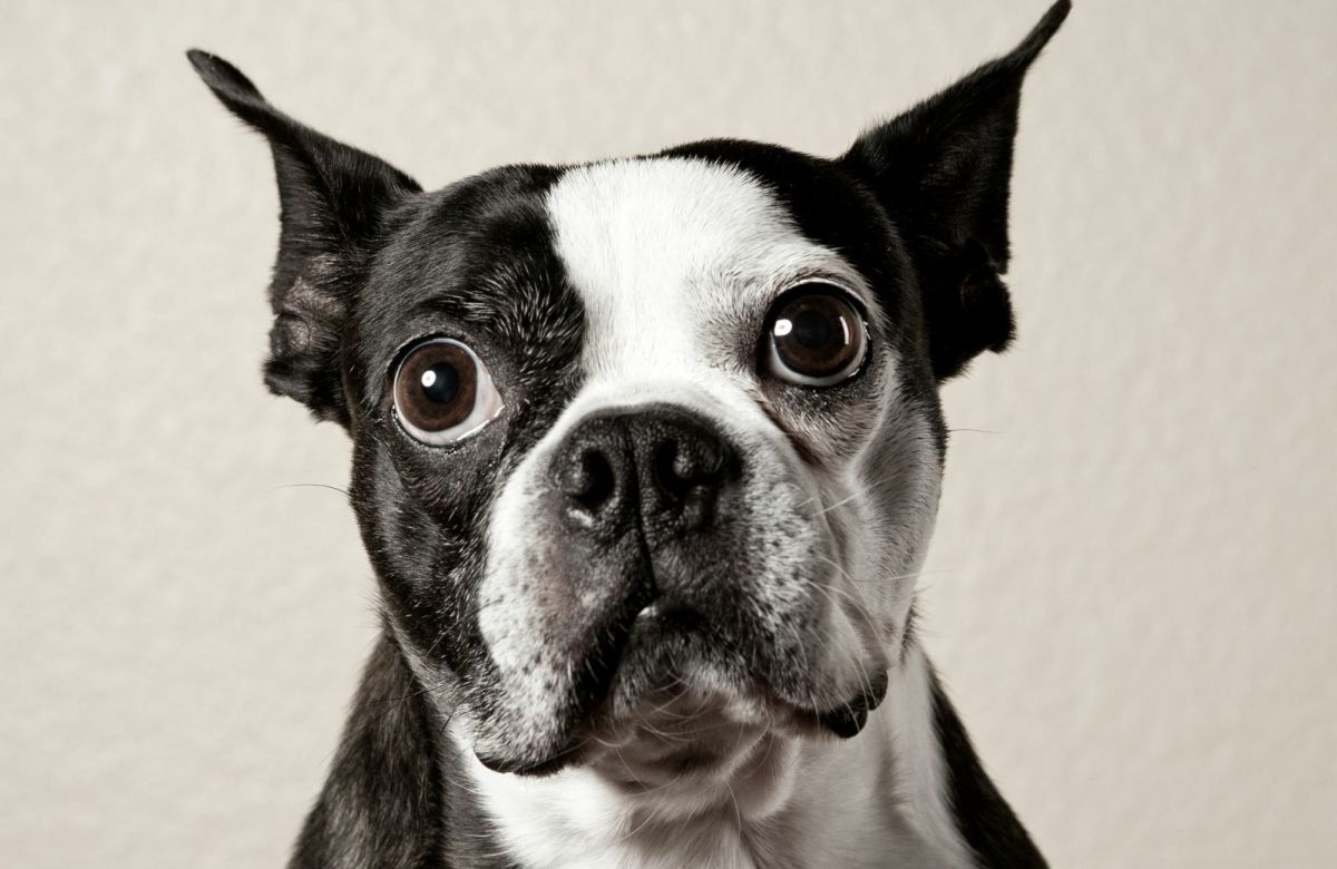 The Ultimate Guide to Boston Terriers Owning, Training, and Caring for