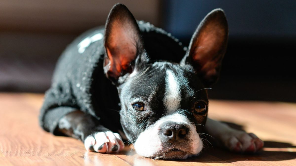 The Ultimate Guide to Boston Terriers Owning, Training, and Caring for