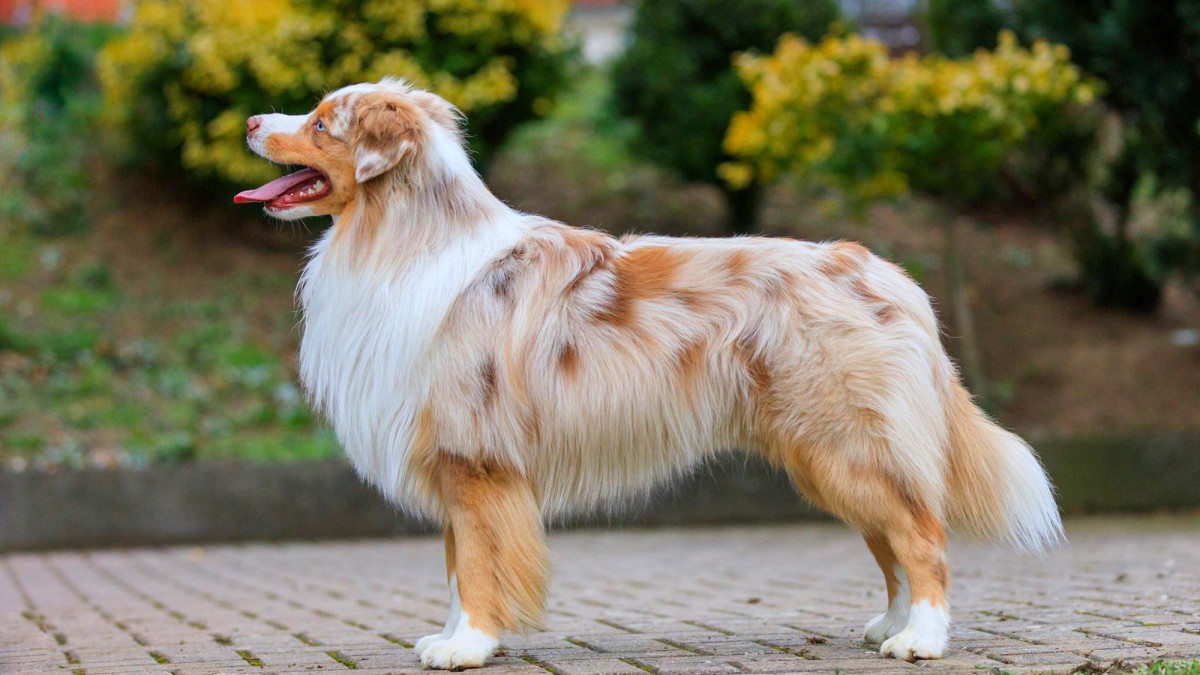 Meet the Miniature American Shepherd: Intelligent, Lively, and Loyal ...