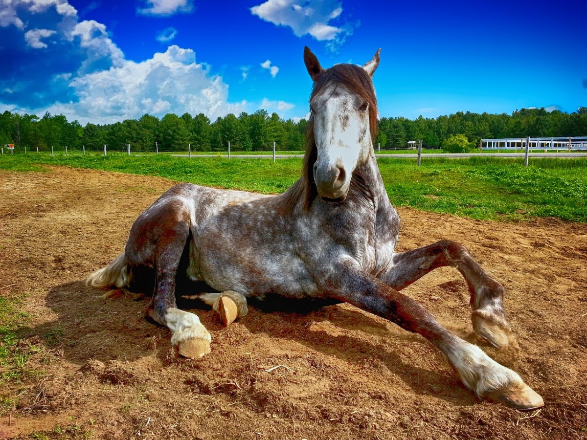 What Is Wobbler Syndrome in Horses?