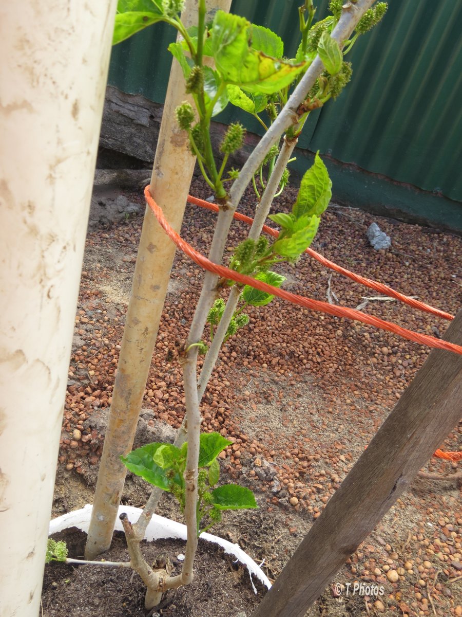Frugal Gardening How to Grow Fruit Trees from Cuttings HubPages