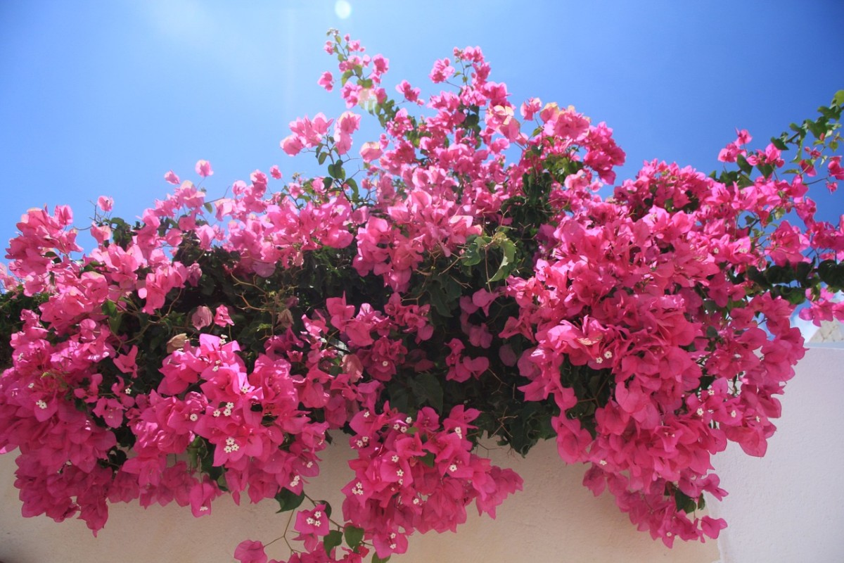5 Flowering Climbing Vines for Your Garden and Yard