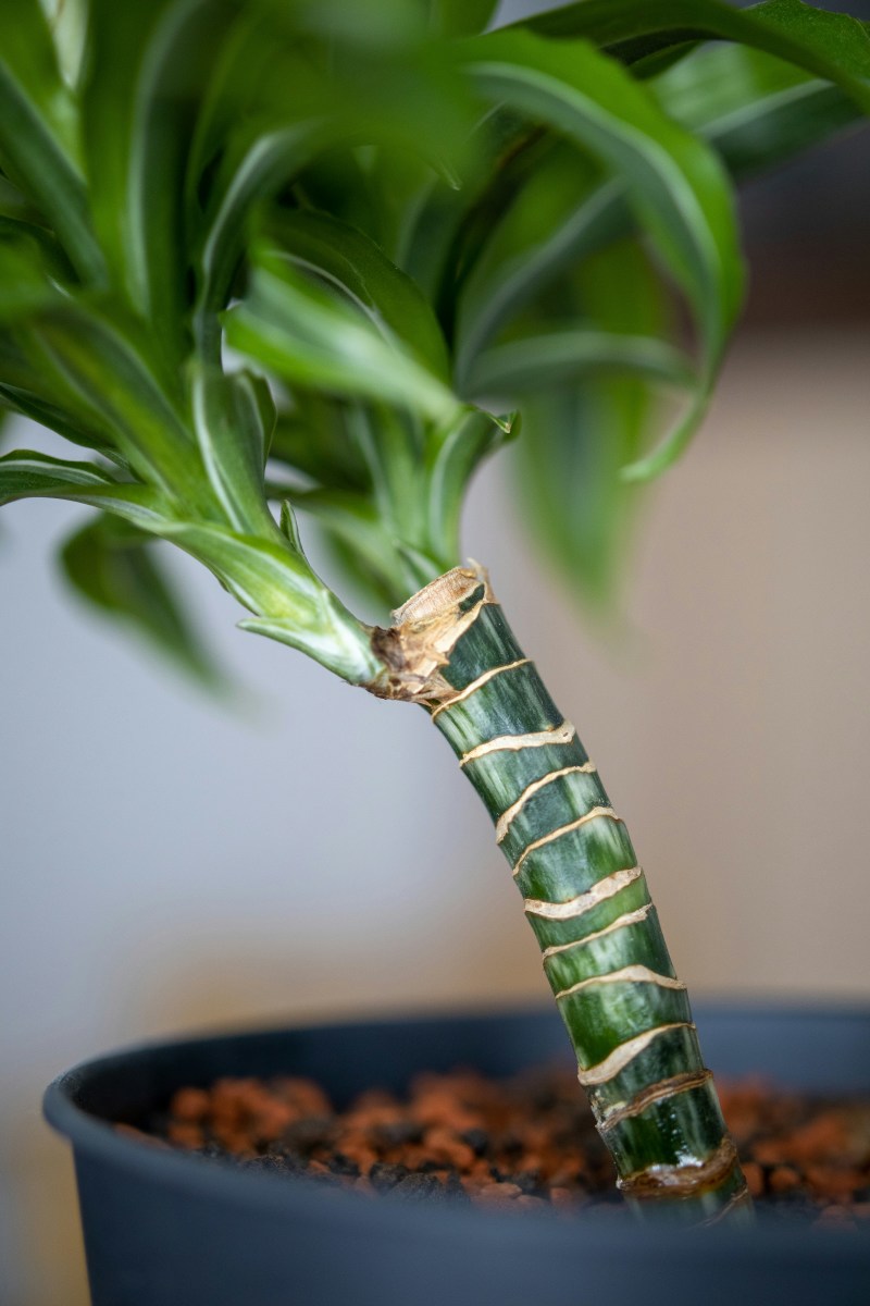 Fascinating Facts About Growing Mass Canes From Suckers HubPages