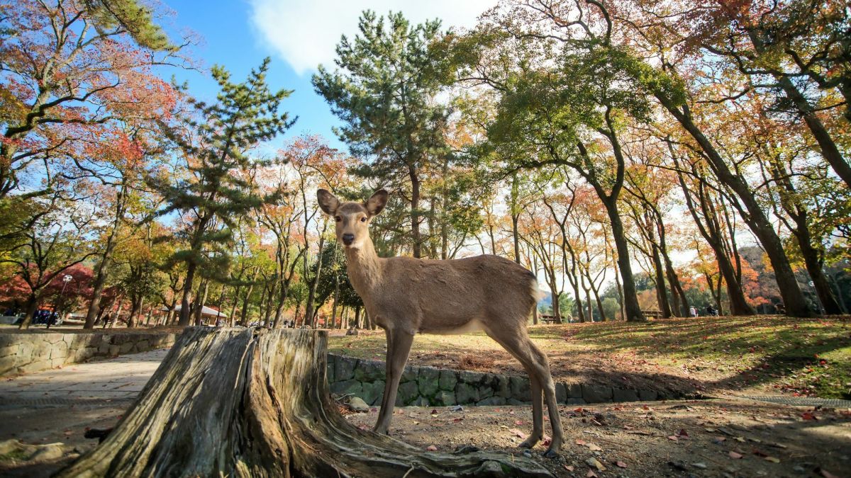 Nara Park: Where Deers Are Messengers of the Gods