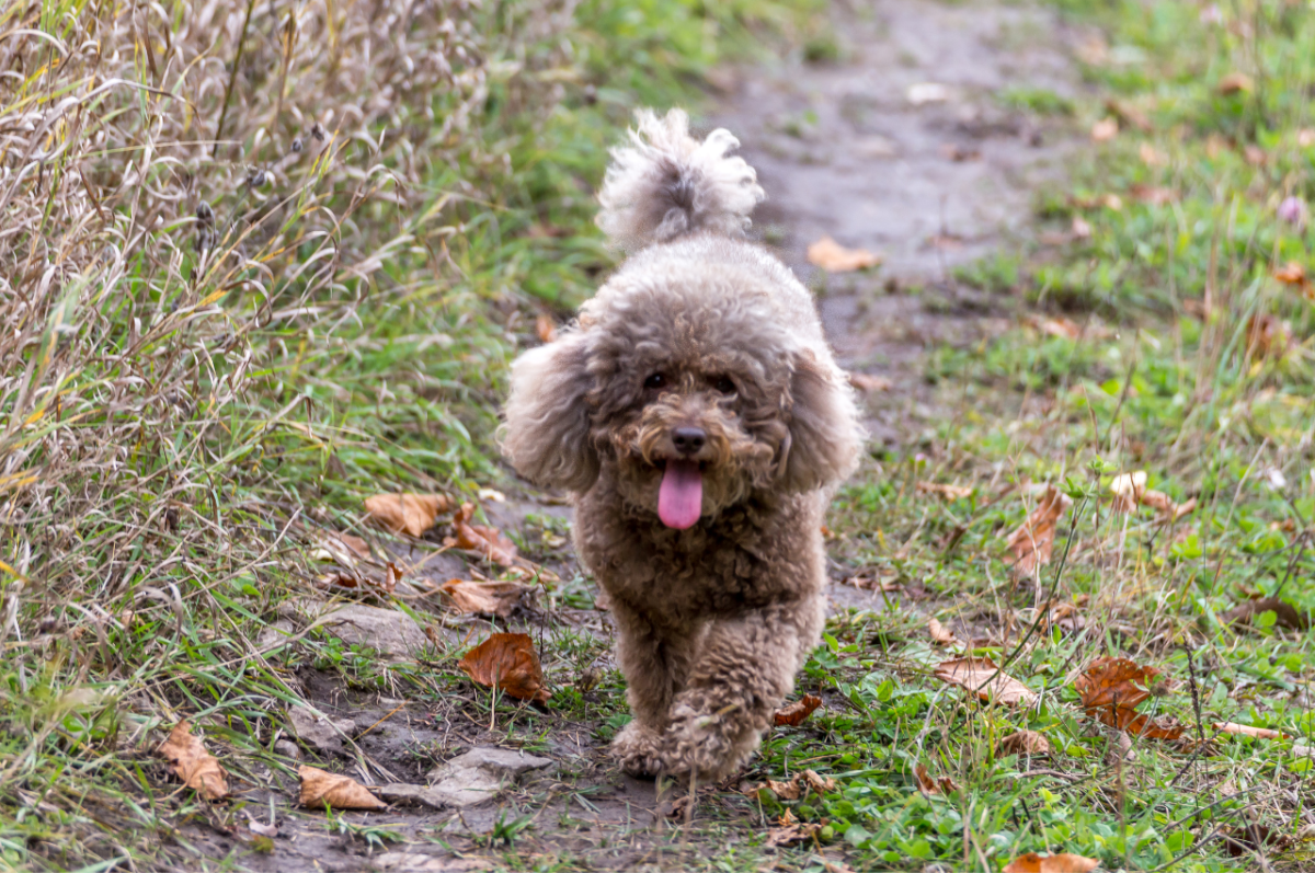 Miniature Poodles: The Ultimate Guide to This Intelligent Breed ...