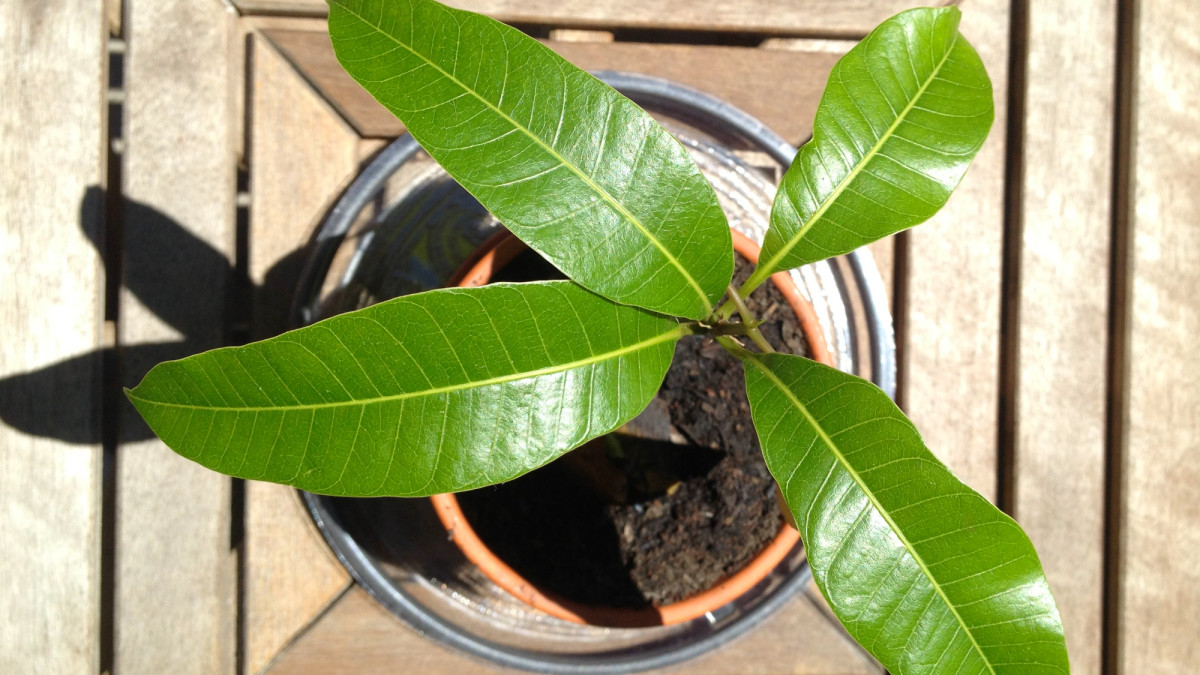 How to Grow a Mango Seed in Water