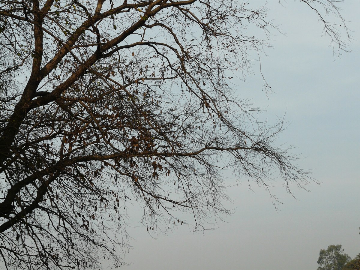 20 Trees Name in Punjabi for English Readers HubPages