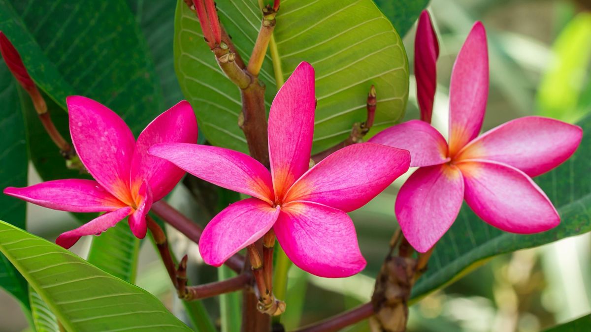 The 7 Most Fragrant Flowers of Hawaii