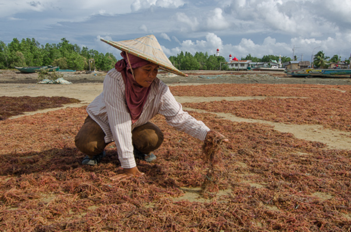 Seaweeds Industry in the Philippines