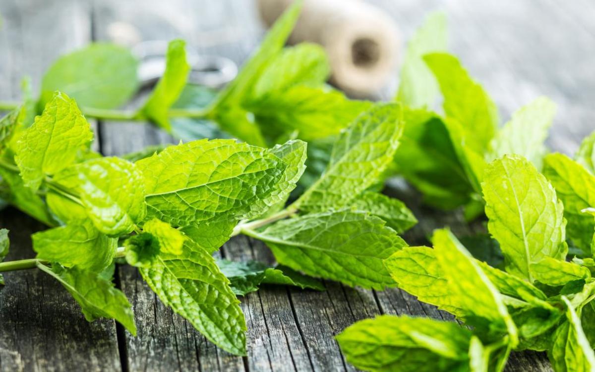 Uses of Mint for Various Purposes