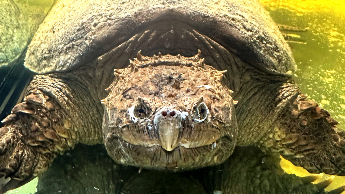 What Is the White Stuff Coming Out of My Turtles Eyes and Mouth?