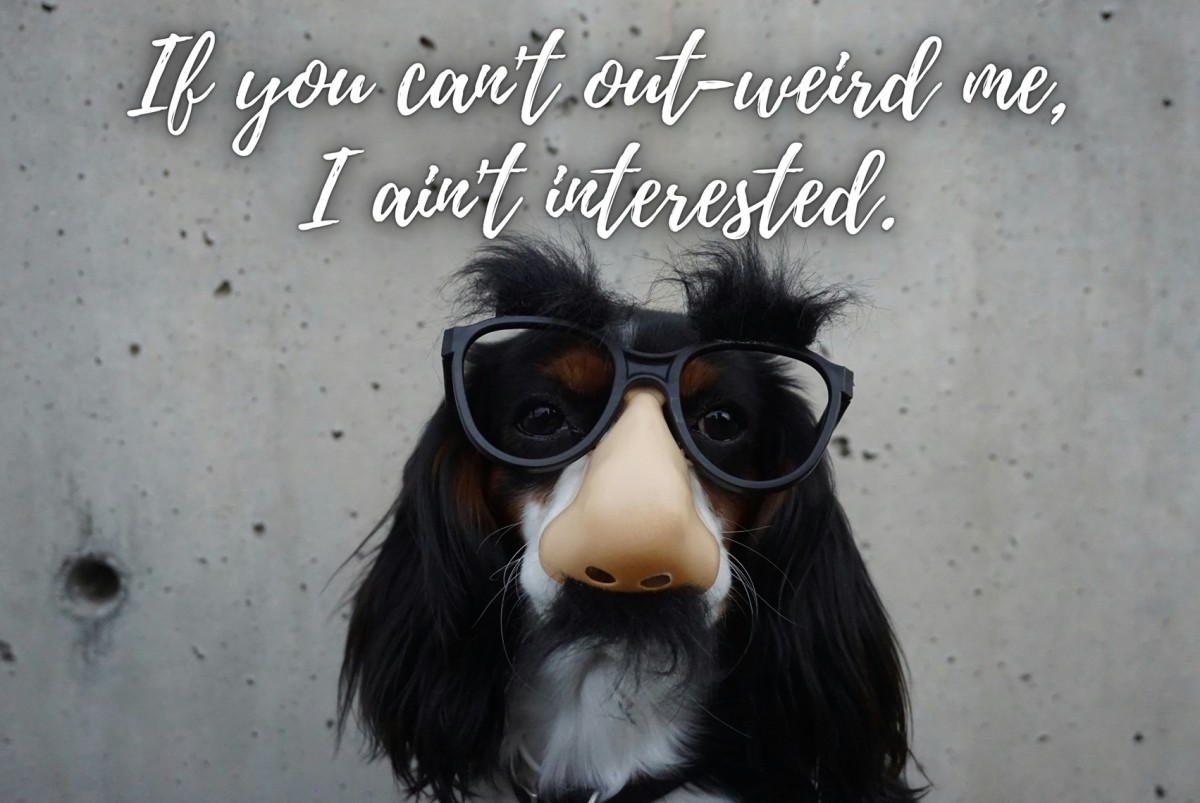 500 Funny Caption Ideas For Instagram HubPages