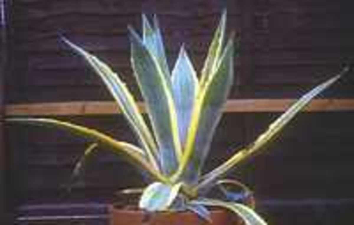 Century Plant : Ornamental and Medicinal Uses