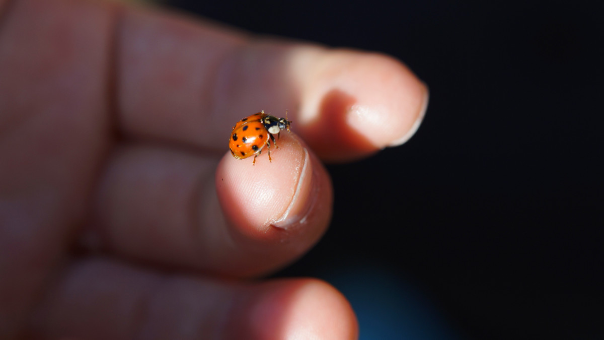 7 Ways Ladybugs Help Humans Plus Tips and Facts