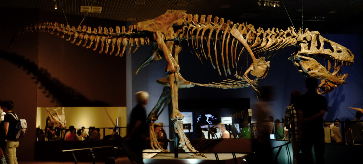 T Rex Could Be 70 Bigger Than Previously Thought Hubpages 4518