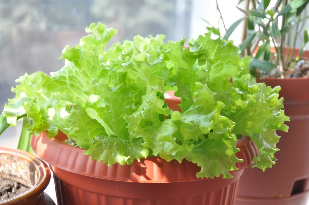 Growing Leafy Vegetables in Your Window Sill Garden