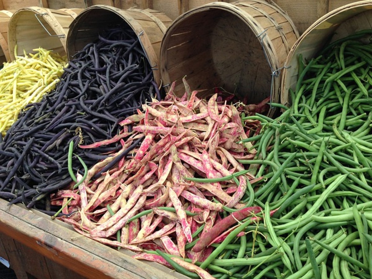 Green Cuisine: The Pulse Grain Legumes