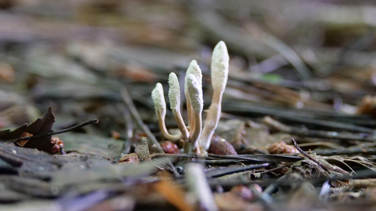 Brain-Eating Amoeba and a Spider-Zombifying Fungus: 4 Disturbingly Odd Pathogens