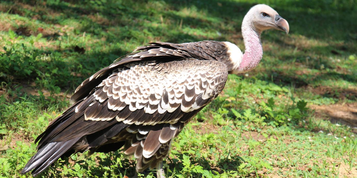 Vultures are More Important Than You Think