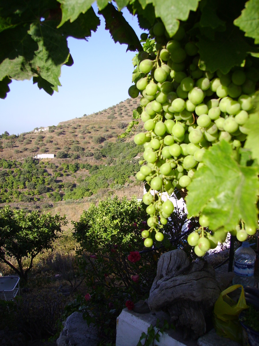 From Grapes to Sun Dried Raisins