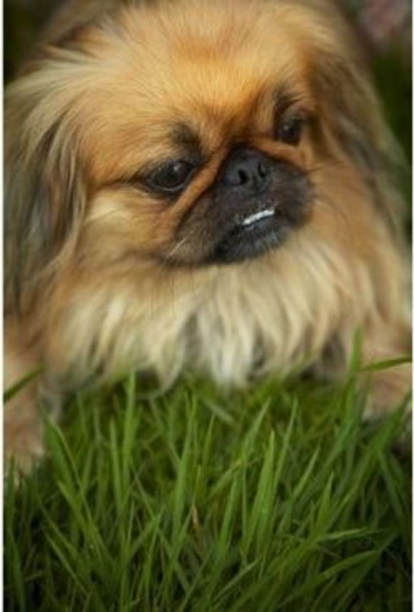 Fury, The Little Fierce Pekingese