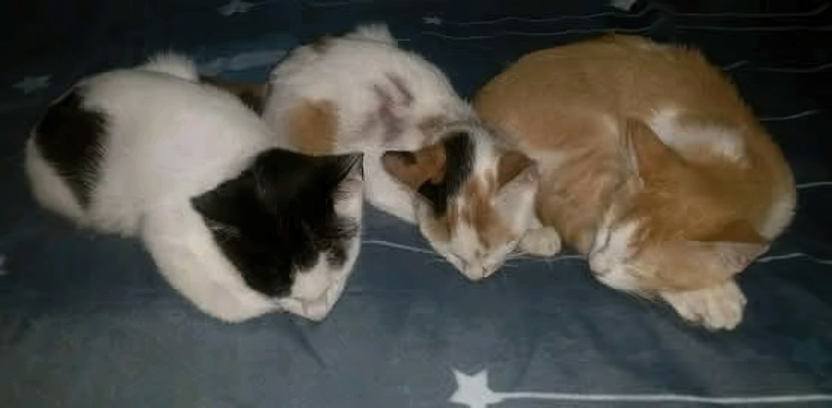 My Beloved cats: Shiro (left), Allen (Center) Orange (right). My Beloved cats: Shiro (left), Allen (Center) Orange (right).