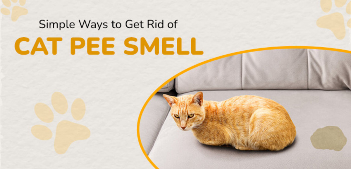 Get Rid of Cat Pee Smell: Simple Ways to Remove Stains