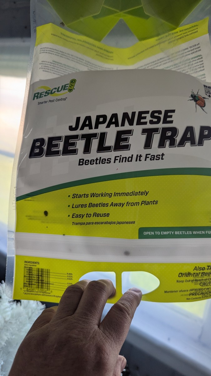 Japanese Beetle Traps - What Works, What Does Not.