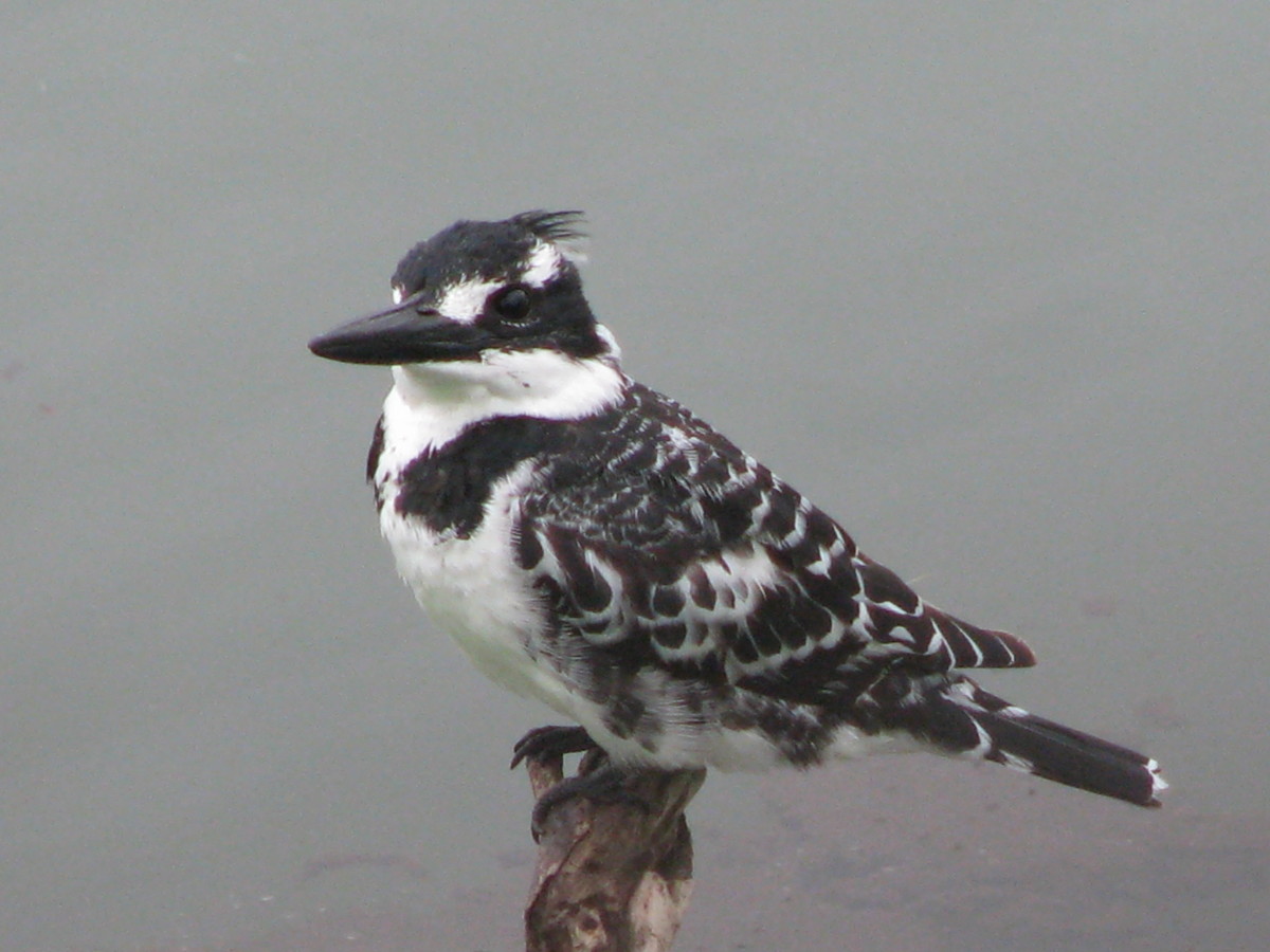 Birding the Nahoon River in Winter.