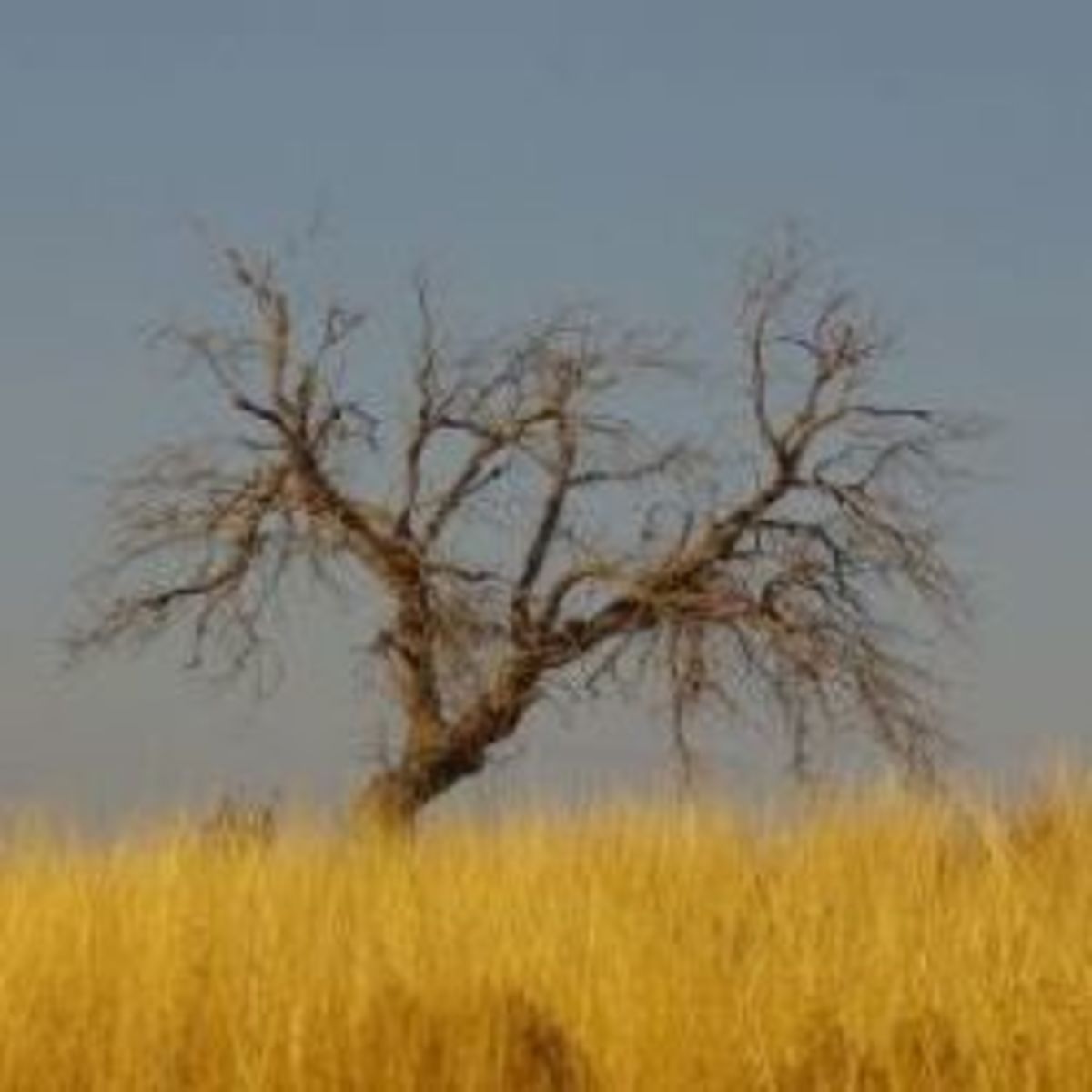 Seasons in the Desert