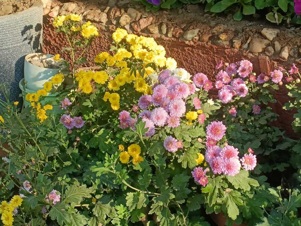 Flowers, Butterflies and Sun Rays